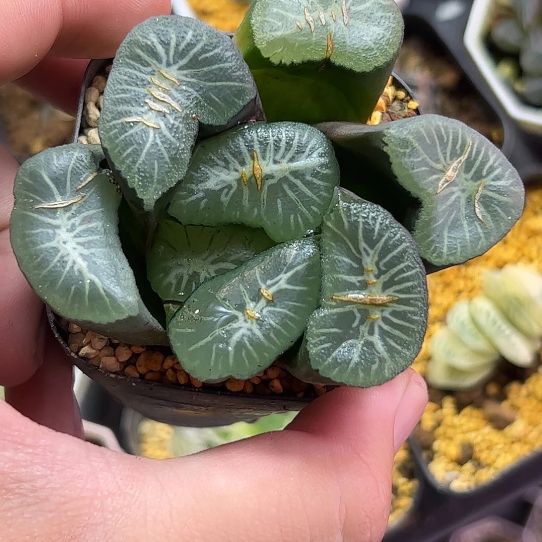 灵鹫山十二卷多肉植物