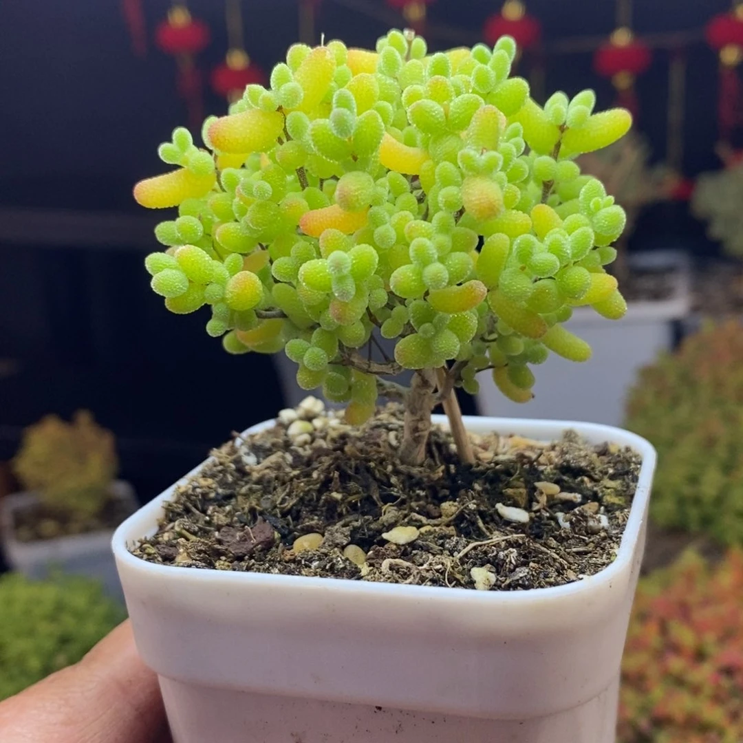 d73号金桔糖球枝干