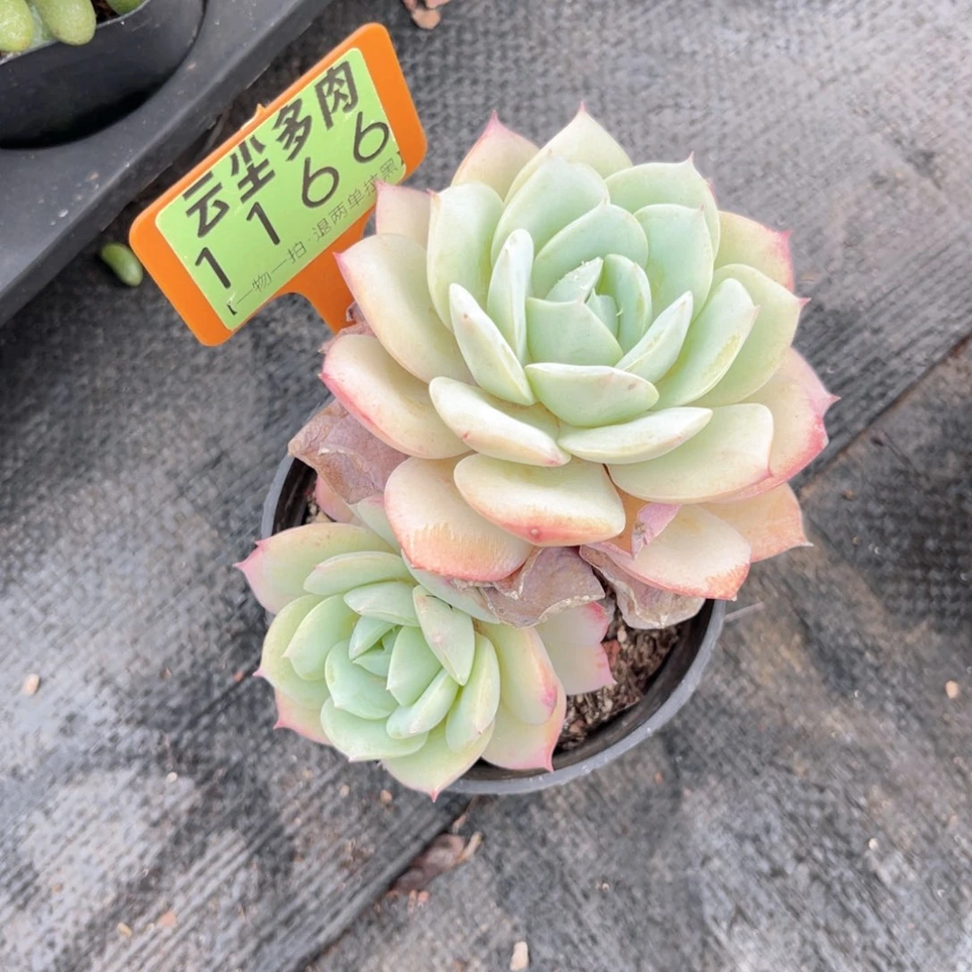 云尘多肉一物一拍1166，