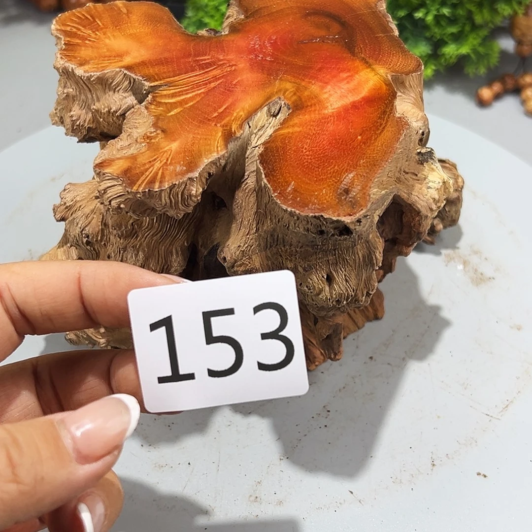 香榧木灵*火琉璃……