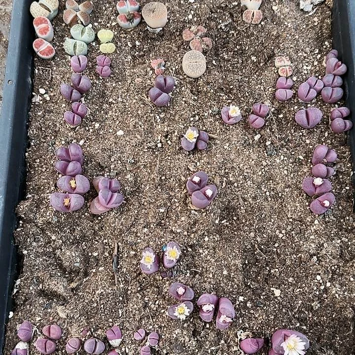 生石花1111。   512