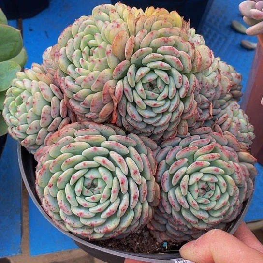 明*白胖子14029多肉