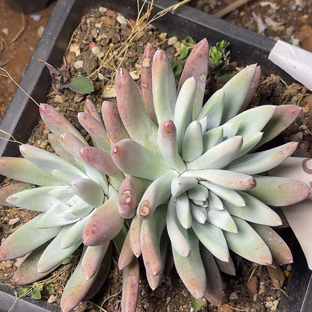 【闪购商品】红拇指杂交