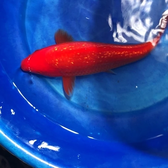背***方锦鲤尾形大砲血统银鳞火鲤
