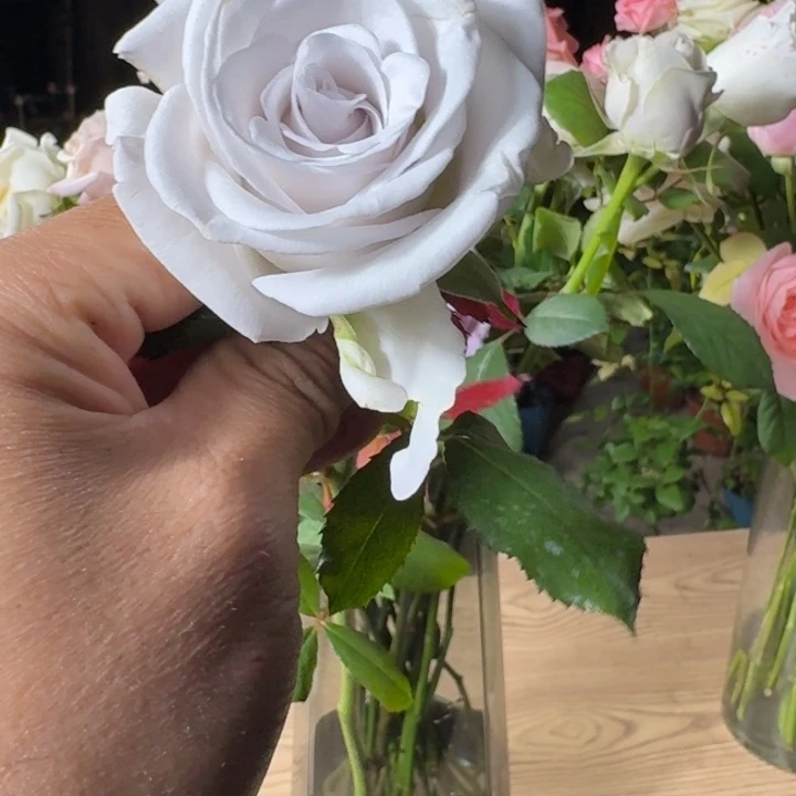 无花朵失忆症中苗
