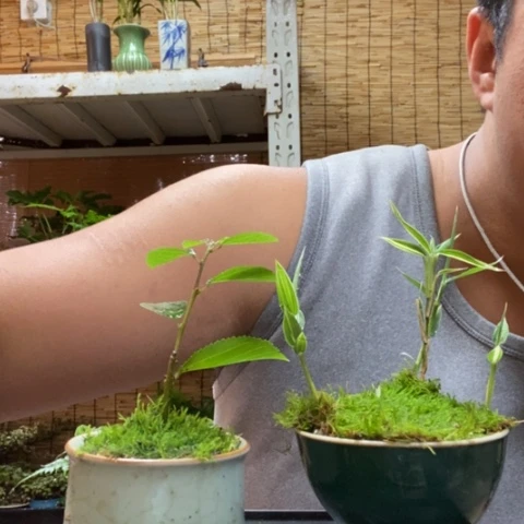 红陶一物一拍所见即所得19