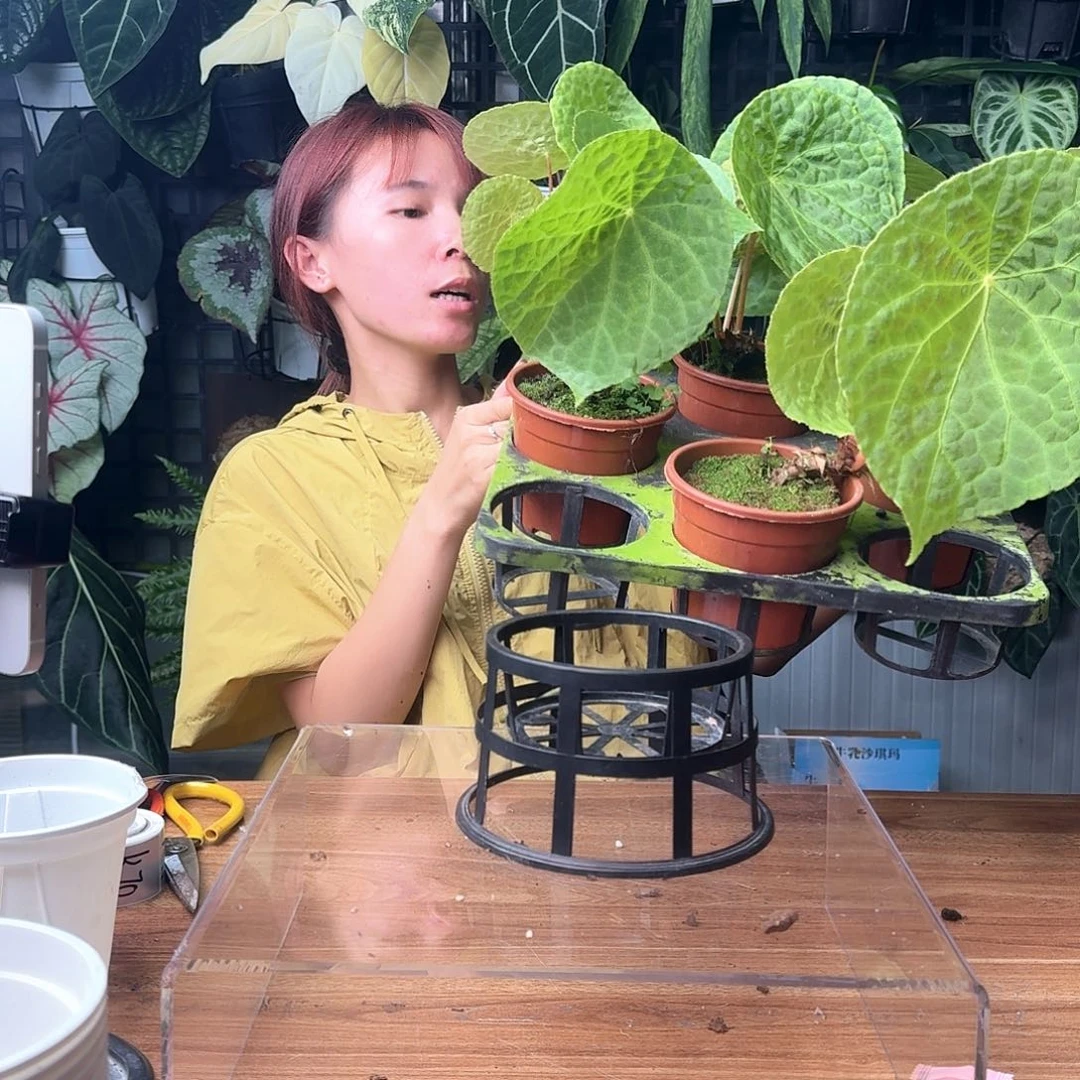 完全开放一物一拍福寿