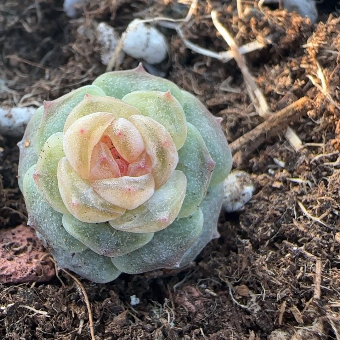 多肉小卡拉米糖心一物一拍