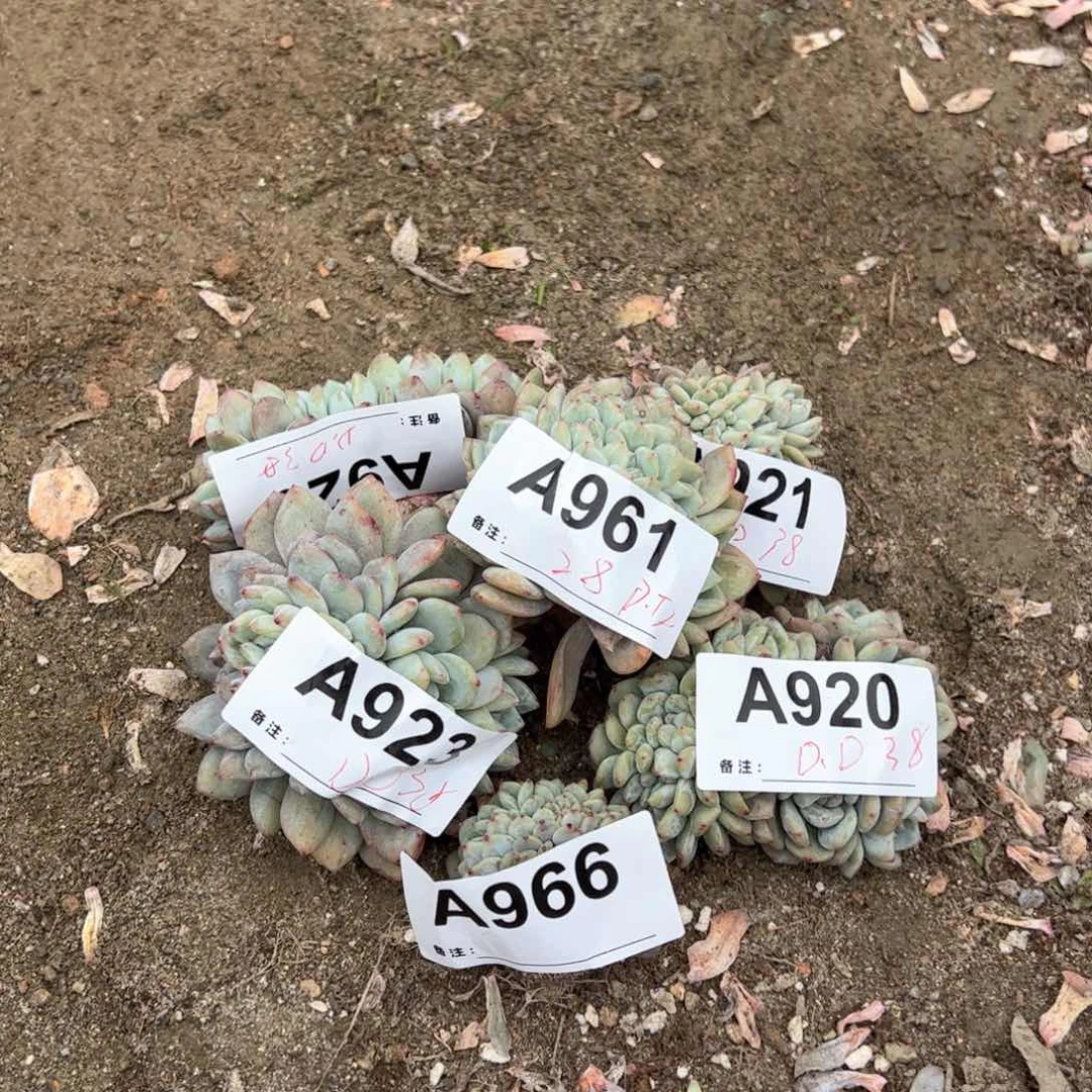 ?***.926、961、923、966、920、921