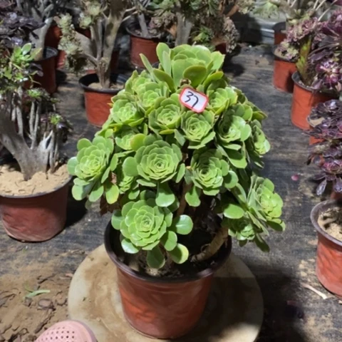 绿杨蓉捧花一物一拍