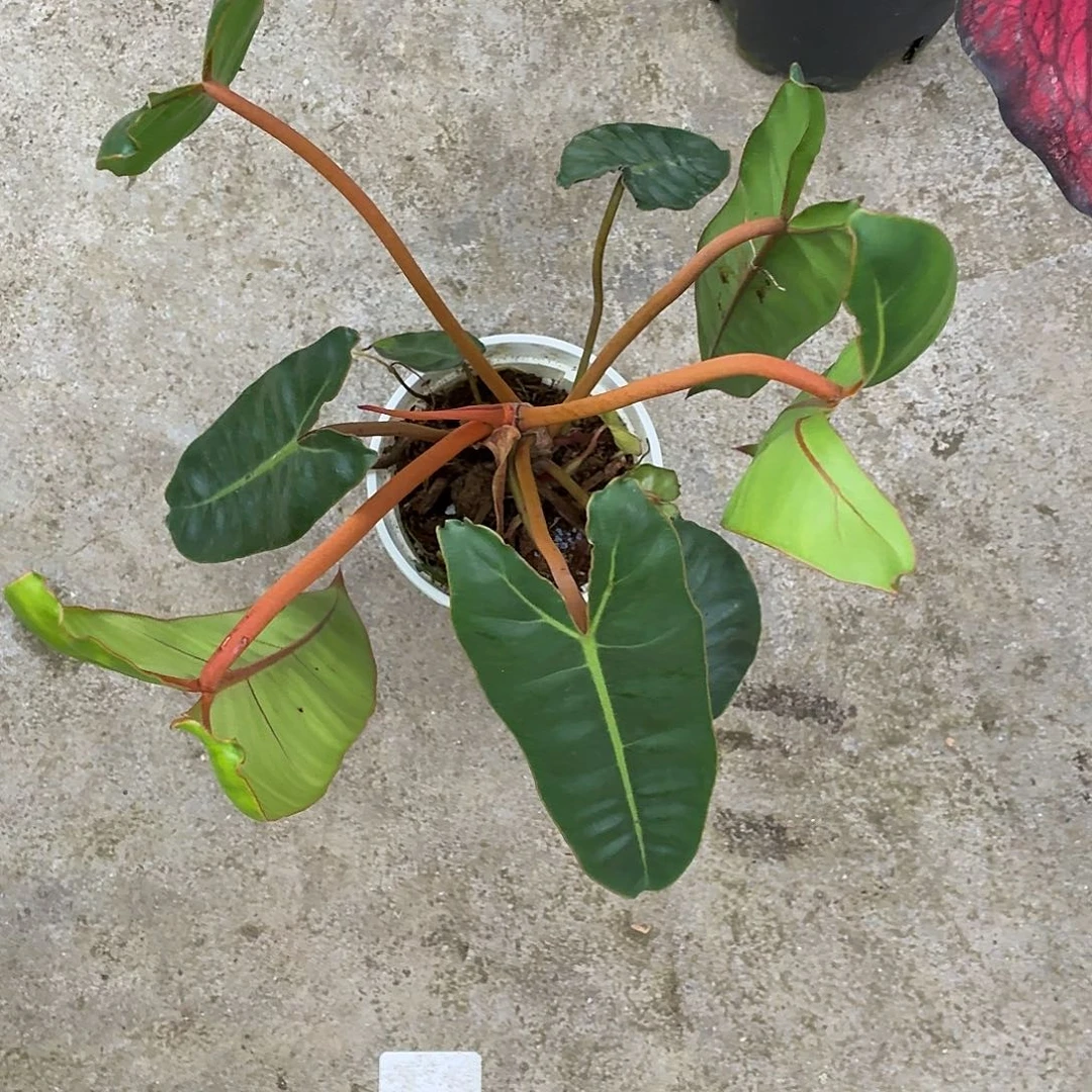 完全开放海芋橙柄