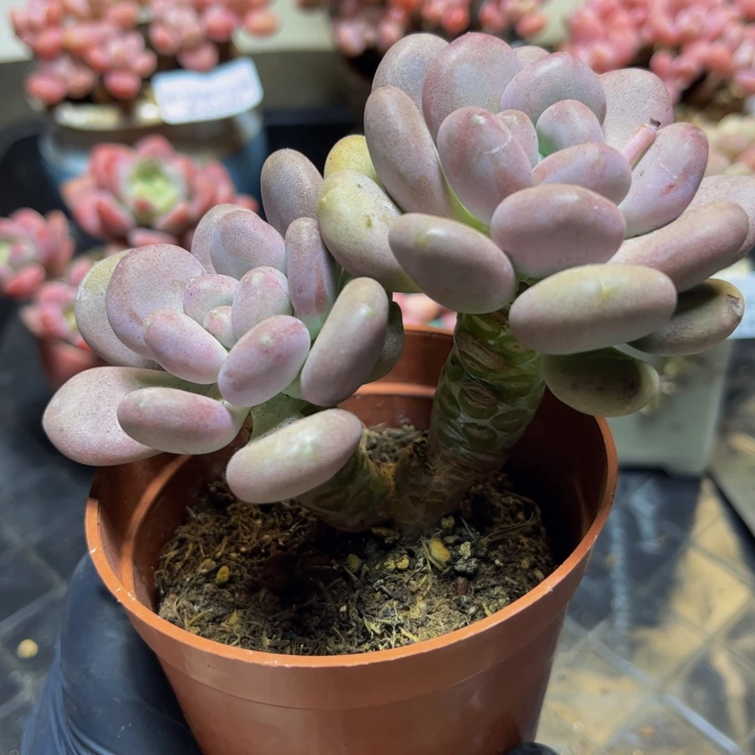 1071月美人11厘米多肉