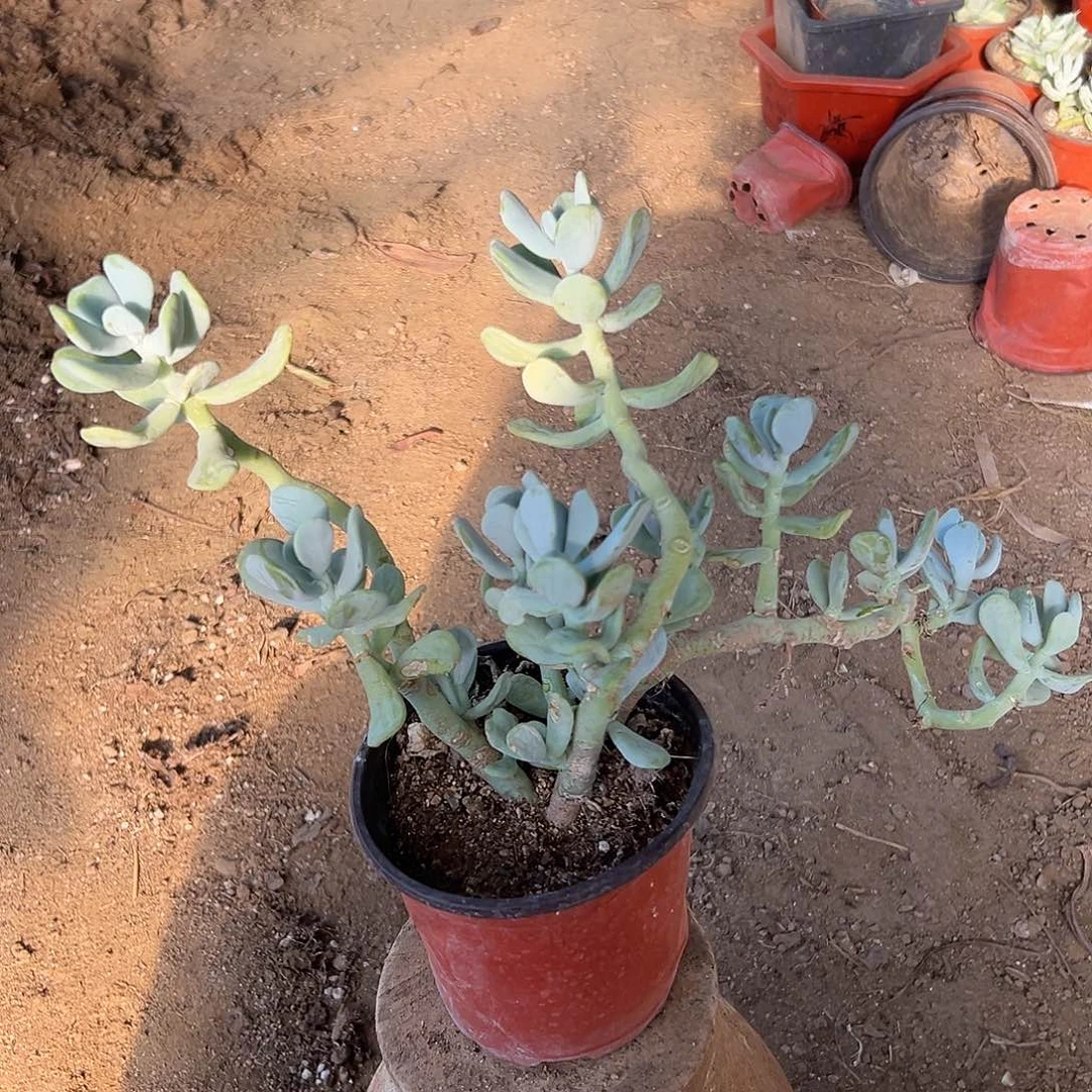 多肉植物白蝶之舞