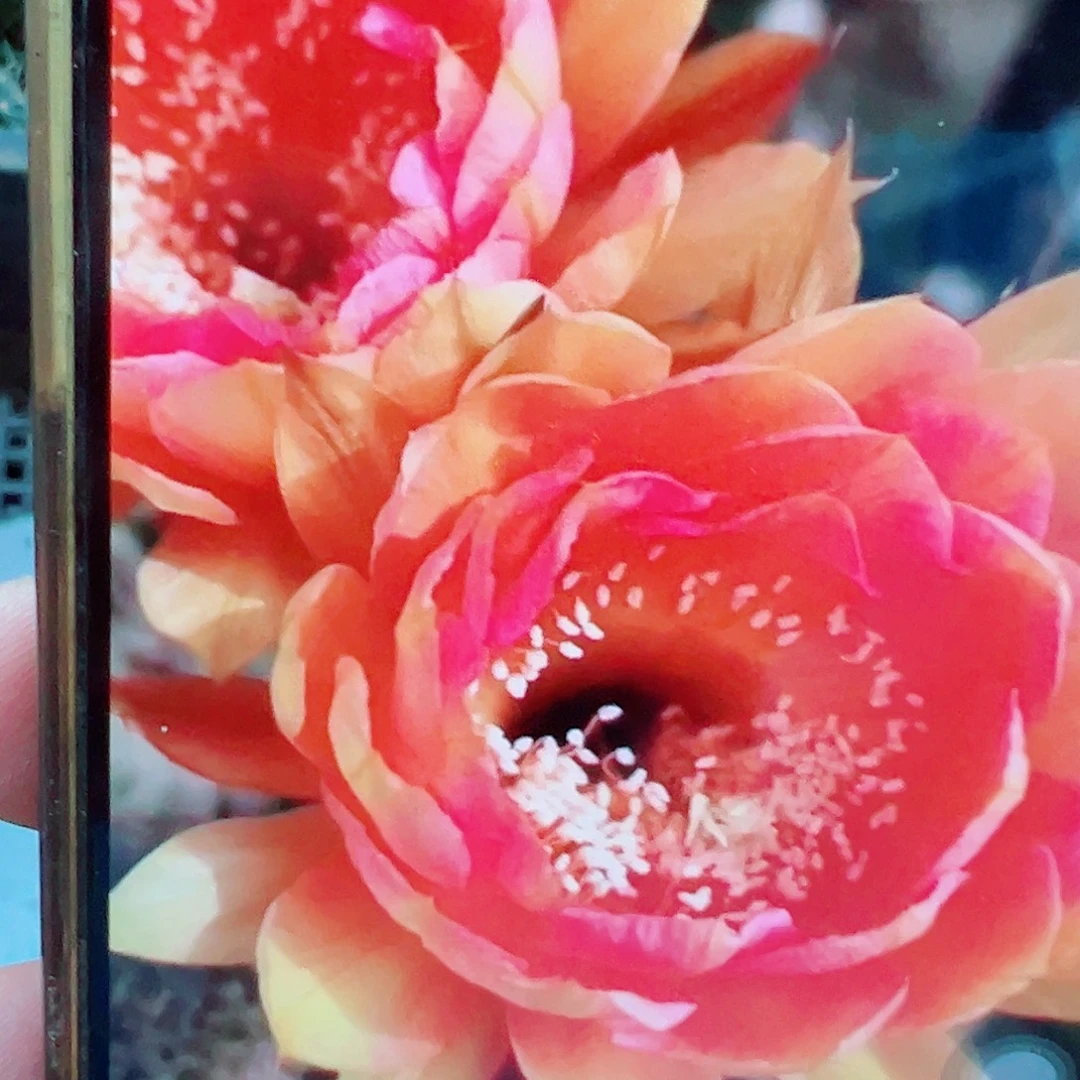 彩草 火焰莲花 侧芽 满20包邮