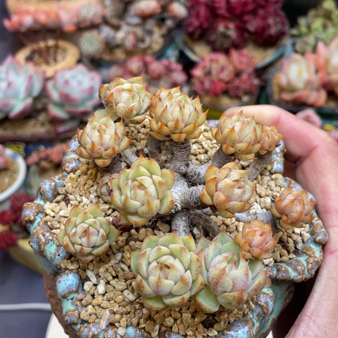 小头精控本巴蒂斯