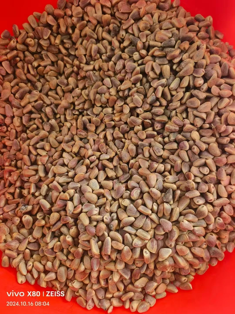 东北红松子东北松子统货原味生松子新鲜松子新鲜饱满营养美味