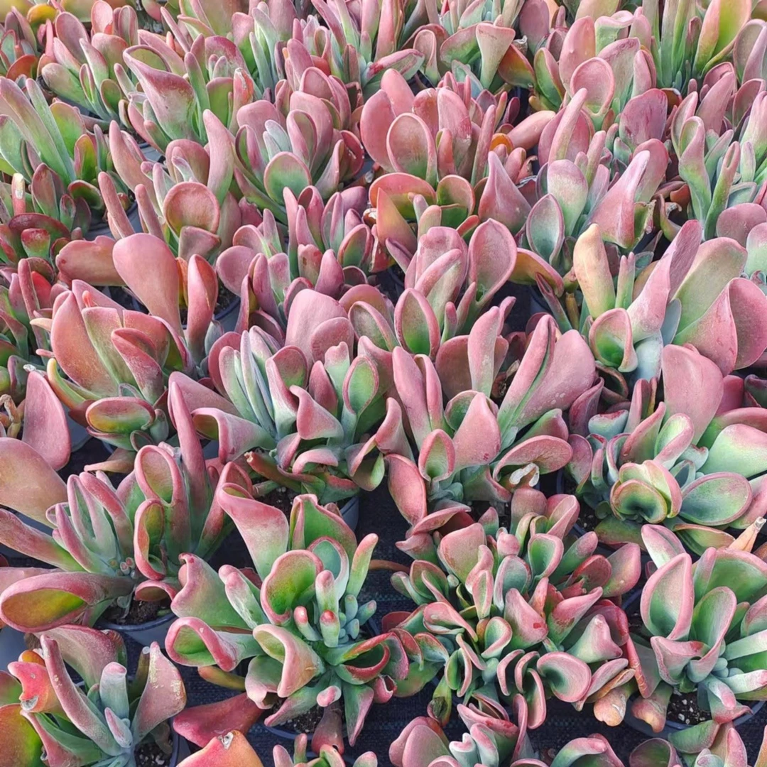 火狐狸/ 吹吹多肉养护多肉植物脱土