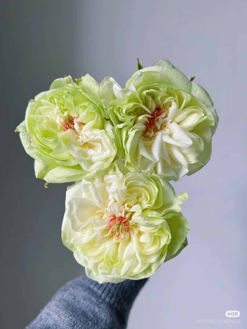 变异绿荔枝玫瑰两单包邮一单或低温不拍保温冻坏不售后