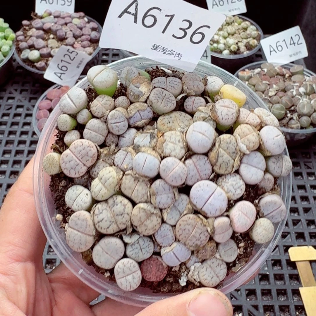 6136–1？ 生石花 生石花