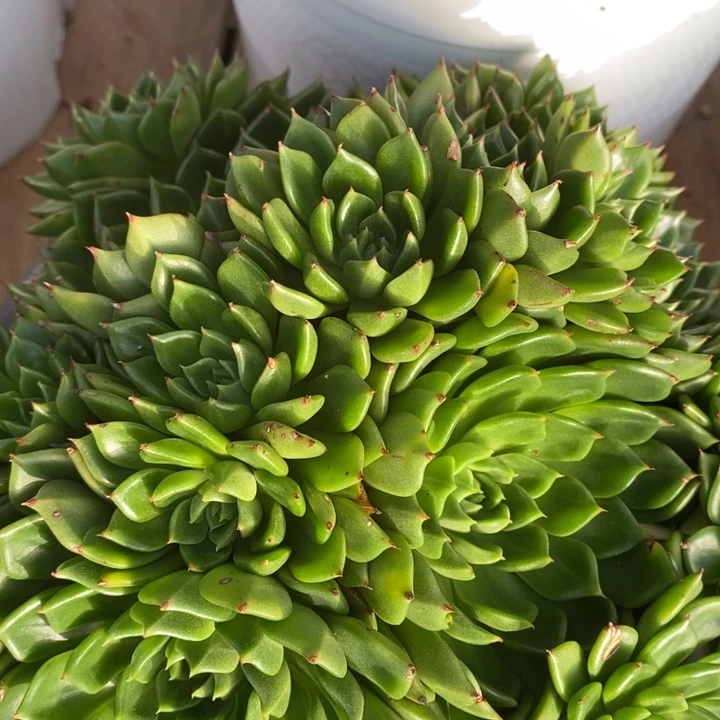D455- 直播福利 油画捧花