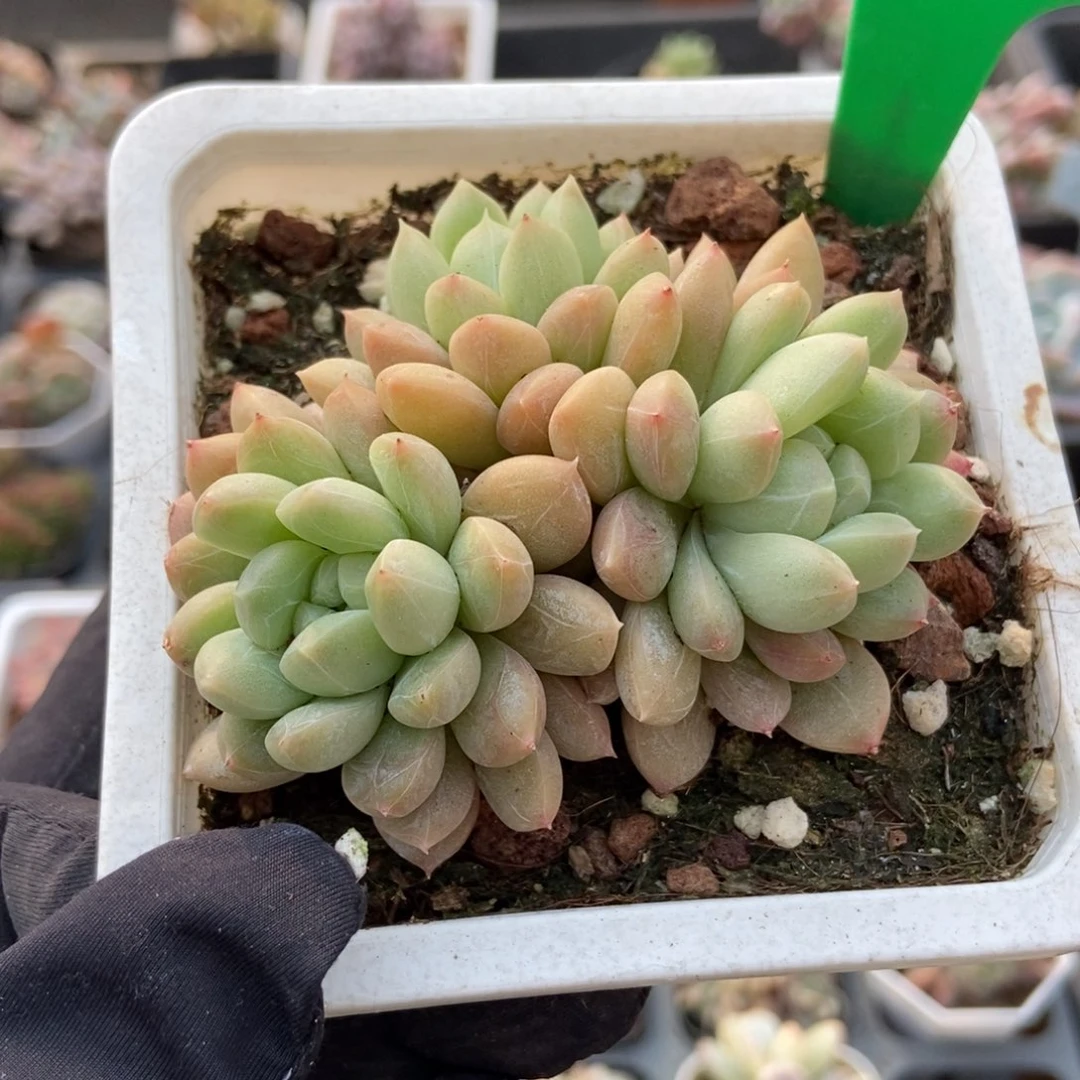 843百搭翡翠多肉植物