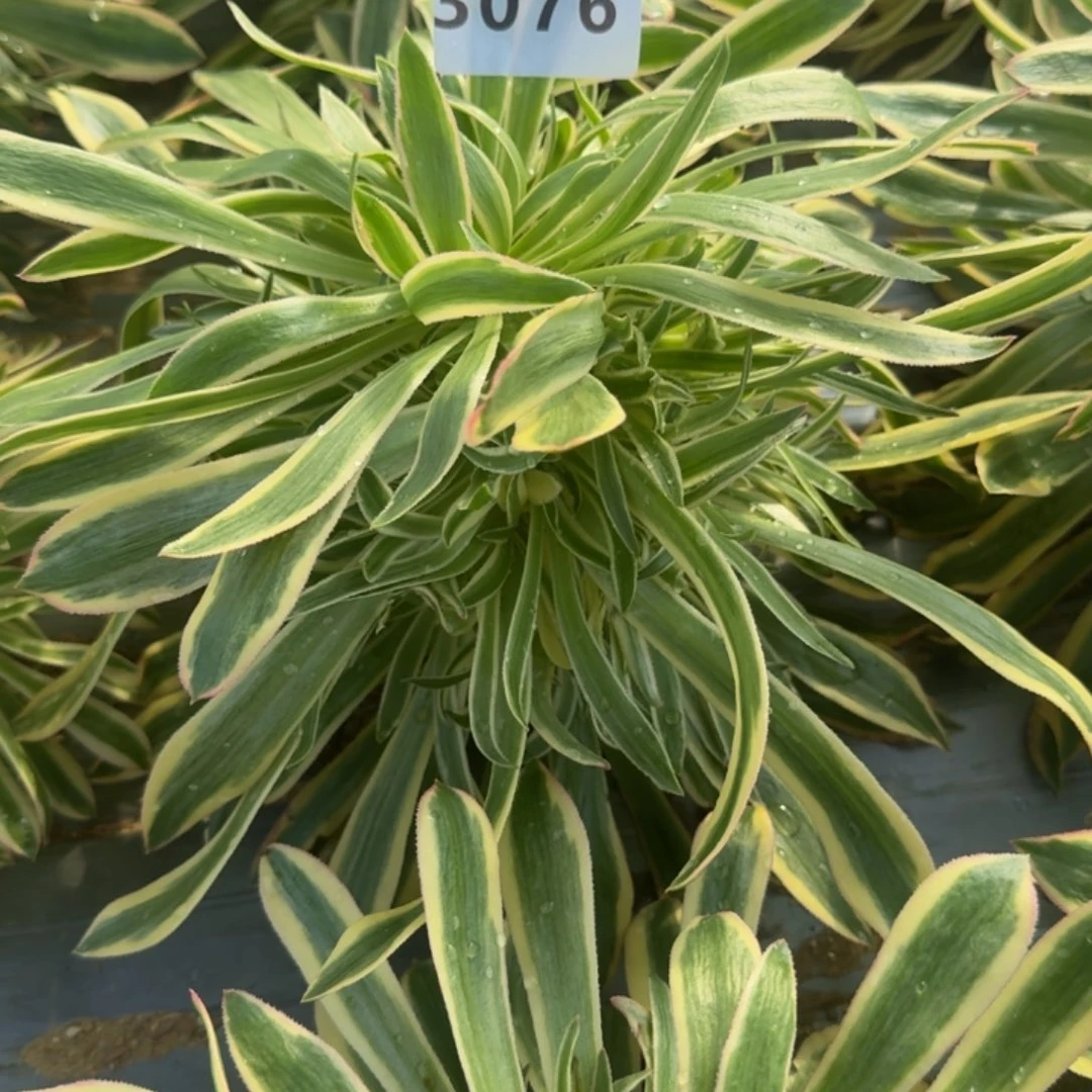 涛*a3076夕颜到秋。 多肉植物