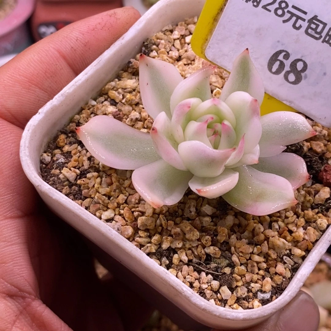 568吉娃娃变异石化富轮锦