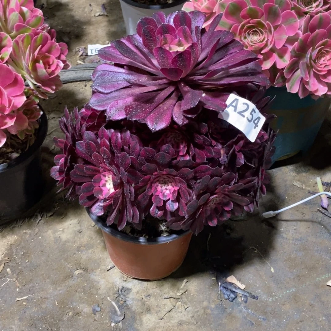 @**妮红通白多肉法师254