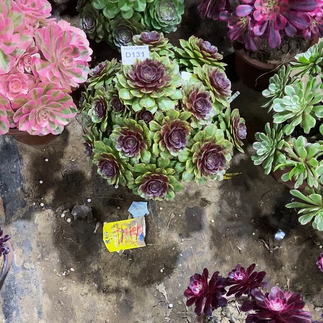 陪**你多肉131000000000000