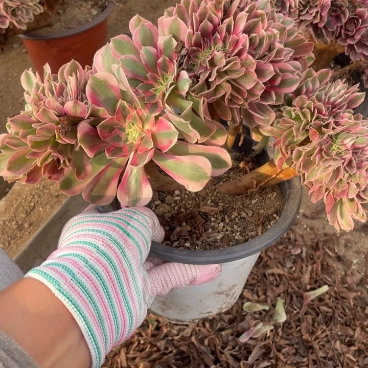 多肉粉女巫缀化如图