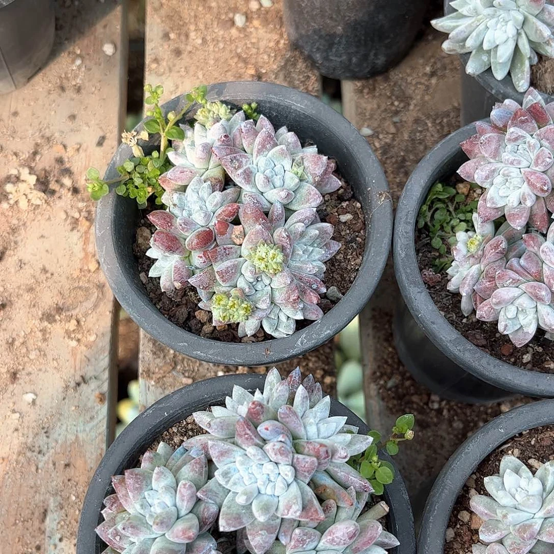 8991白菊两盆多肉