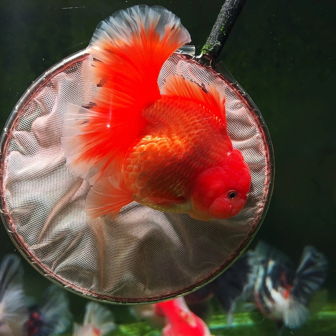 金鱼百褶泰狮冷水金鱼