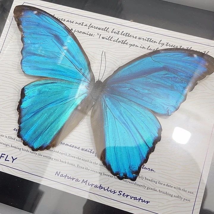 十寸新背景大蓝闪蝶瑕疵