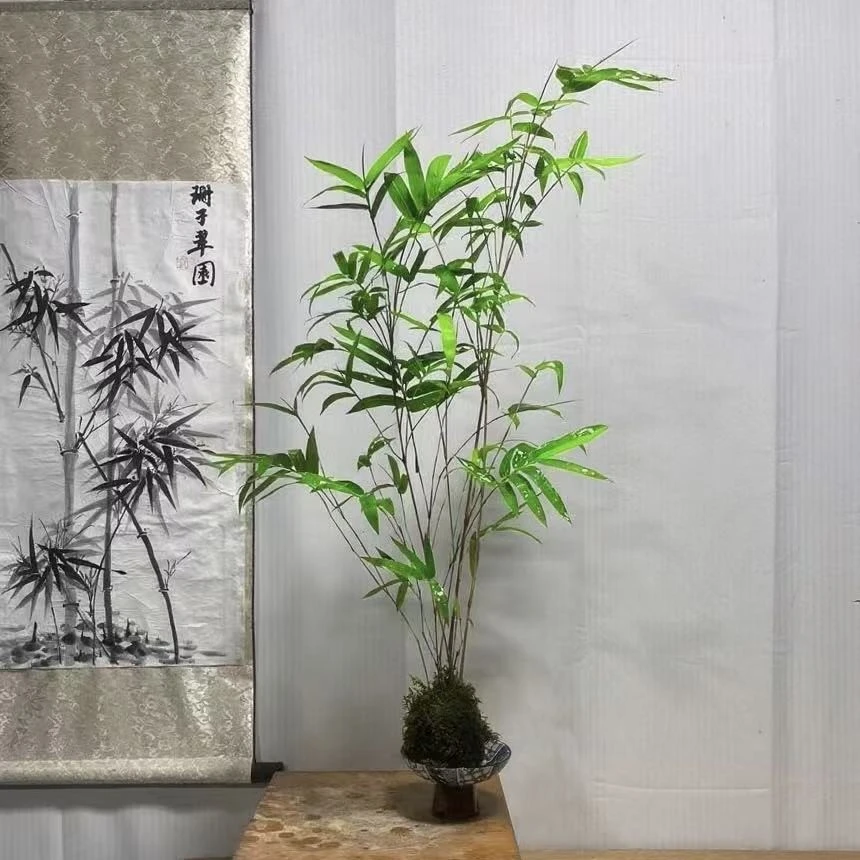 红观音竹绿观音竹室内盆栽好养易活四季常青绿植