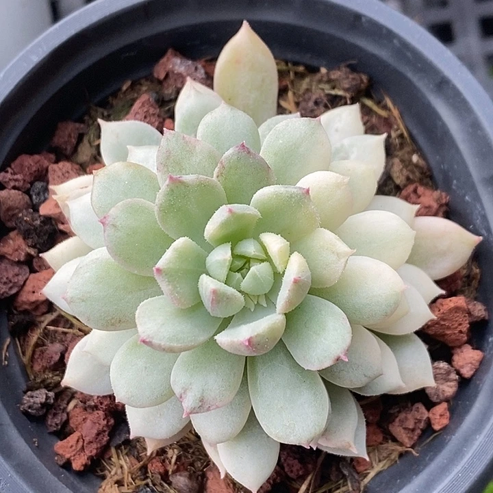小蓝衣锦多肉植物