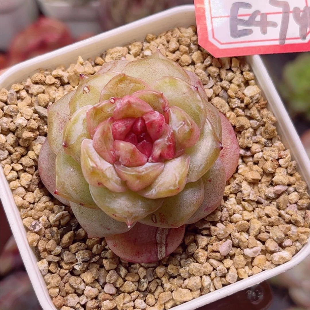 E474紫荆珍妮一物一拍