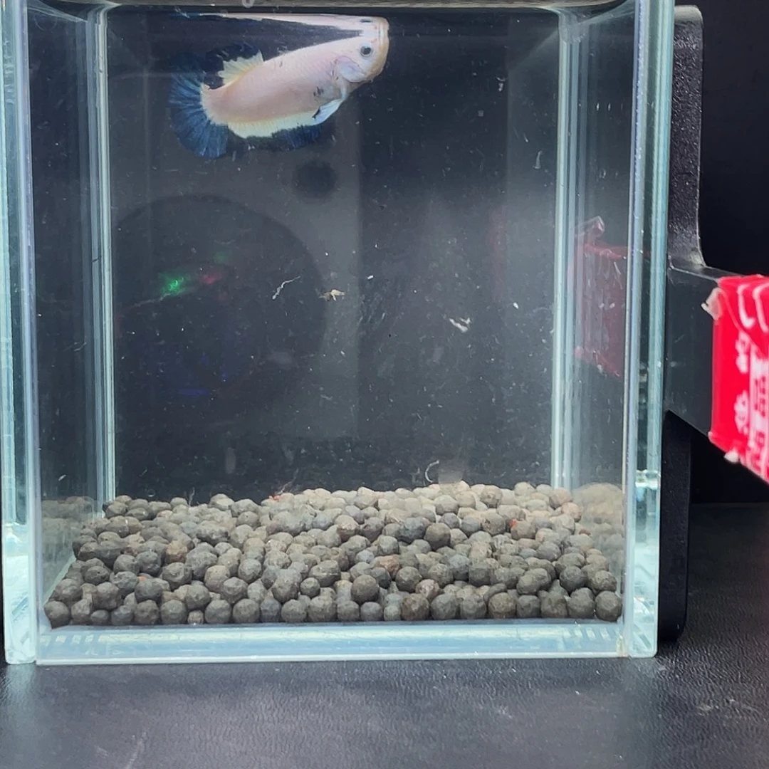 斗鱼55号97早青花