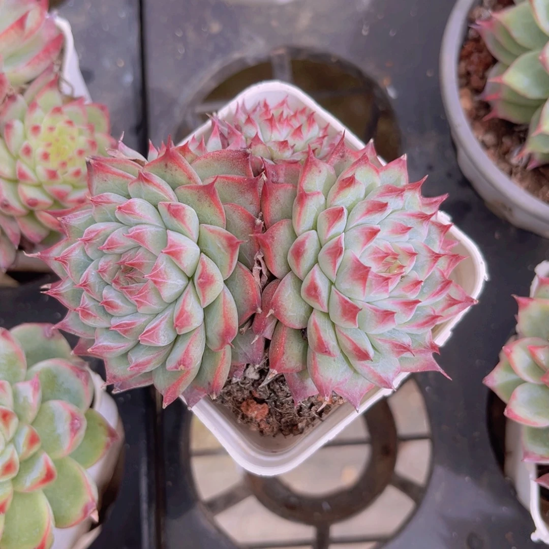 桃夭仙子9.5公分9999899999