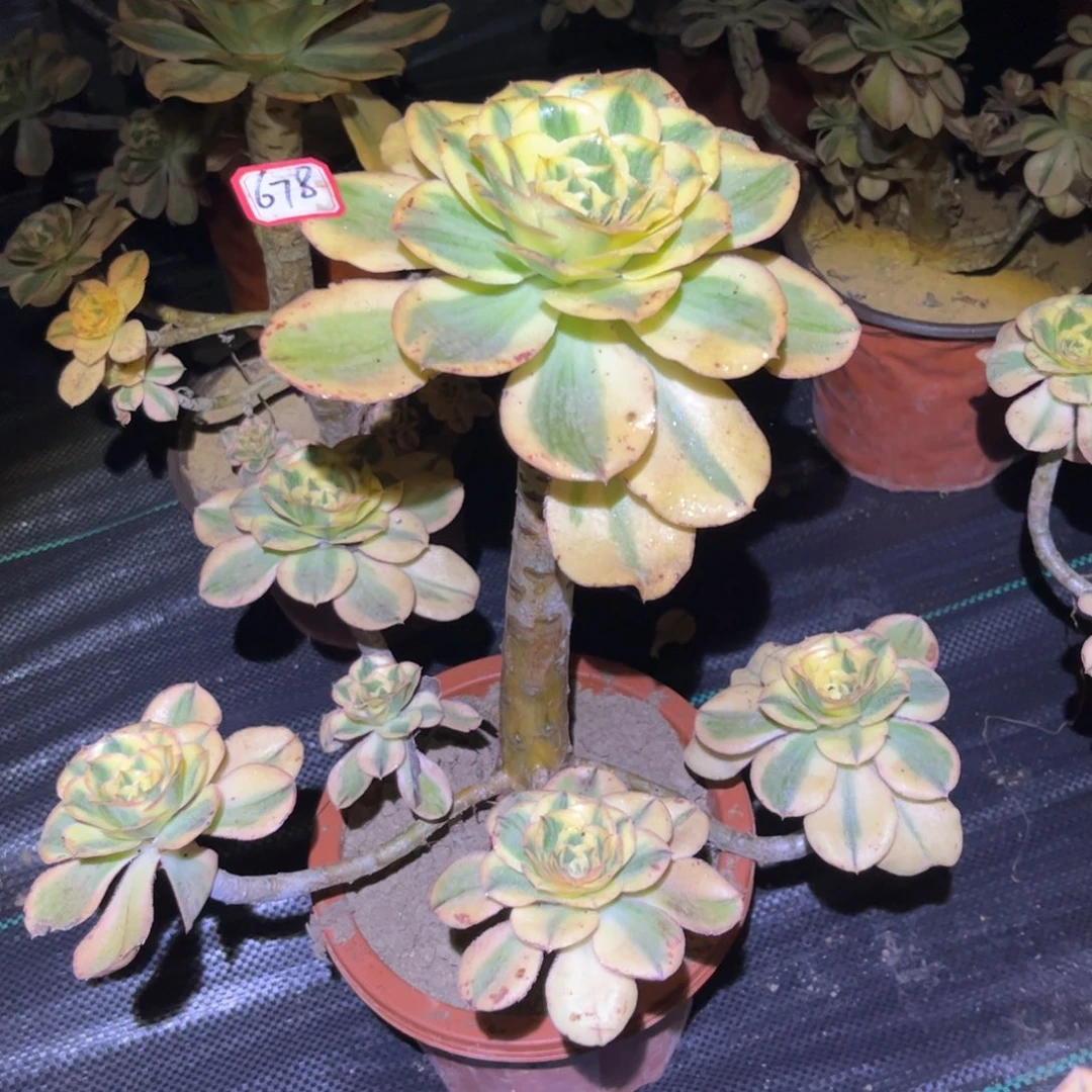 678多肉植物燕姿锦