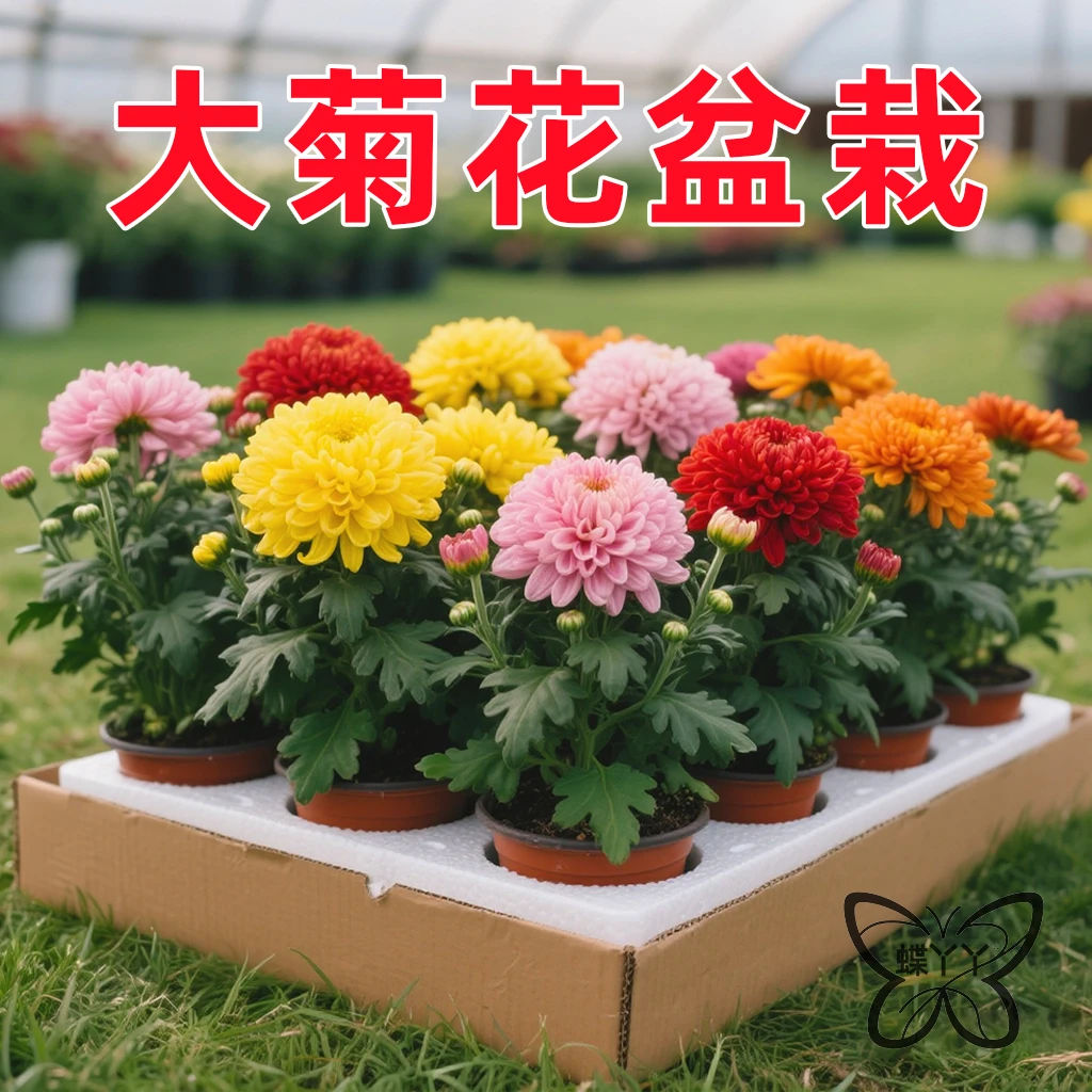 大菊花苗开花四季菊花苗盆栽重瓣九月大菊花盆栽阳台室内庭院好养