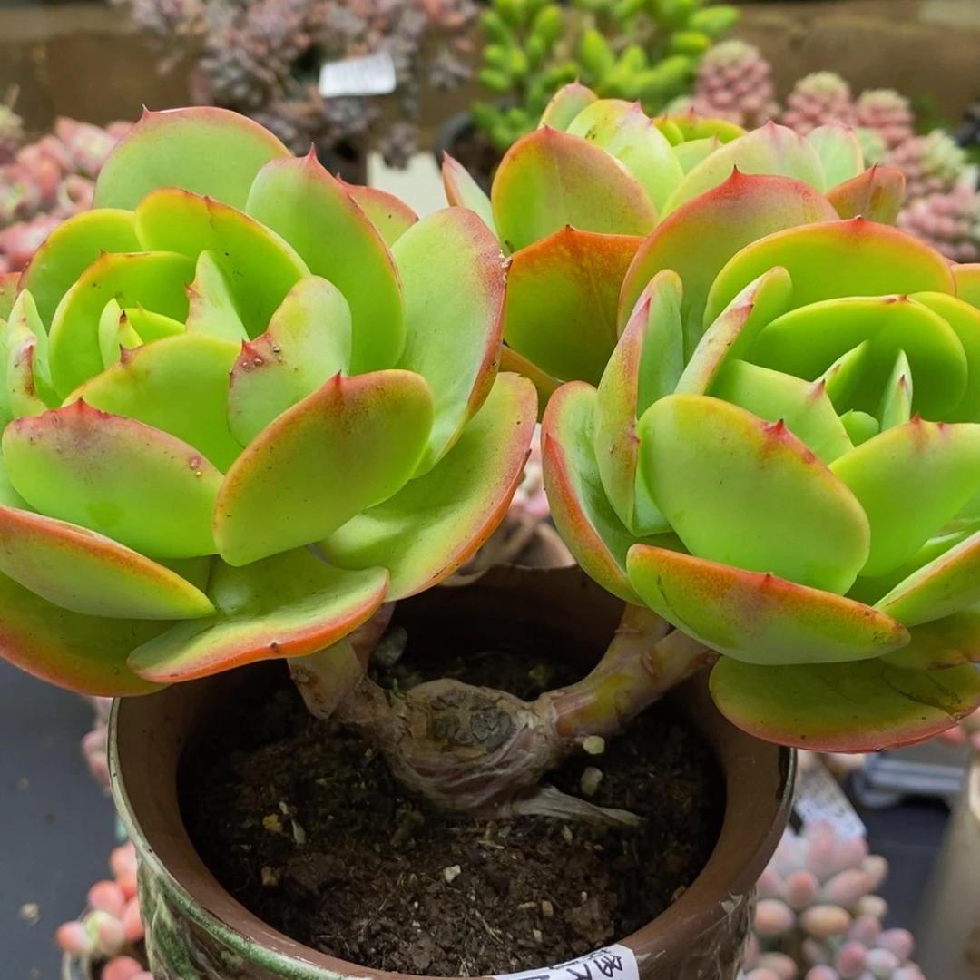 708碧桃15cm多肉植物