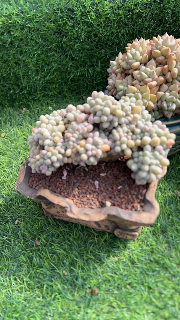 蛋总汤圆多肉植物