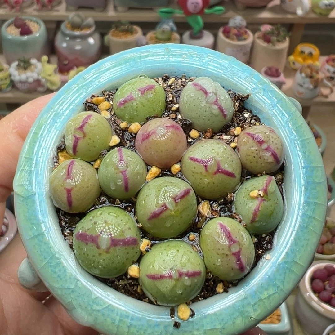 多肉植物26号少将