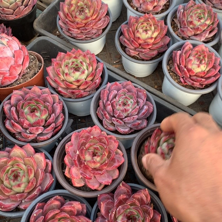 夜魔侠带盆土多肉植物两单包邮