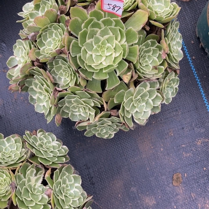 新***雅587海王多肉植物法师
