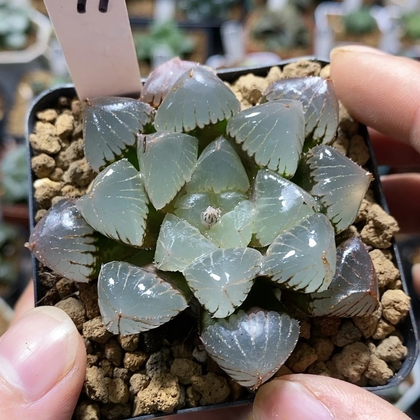 【闪购商品】299糯玉露