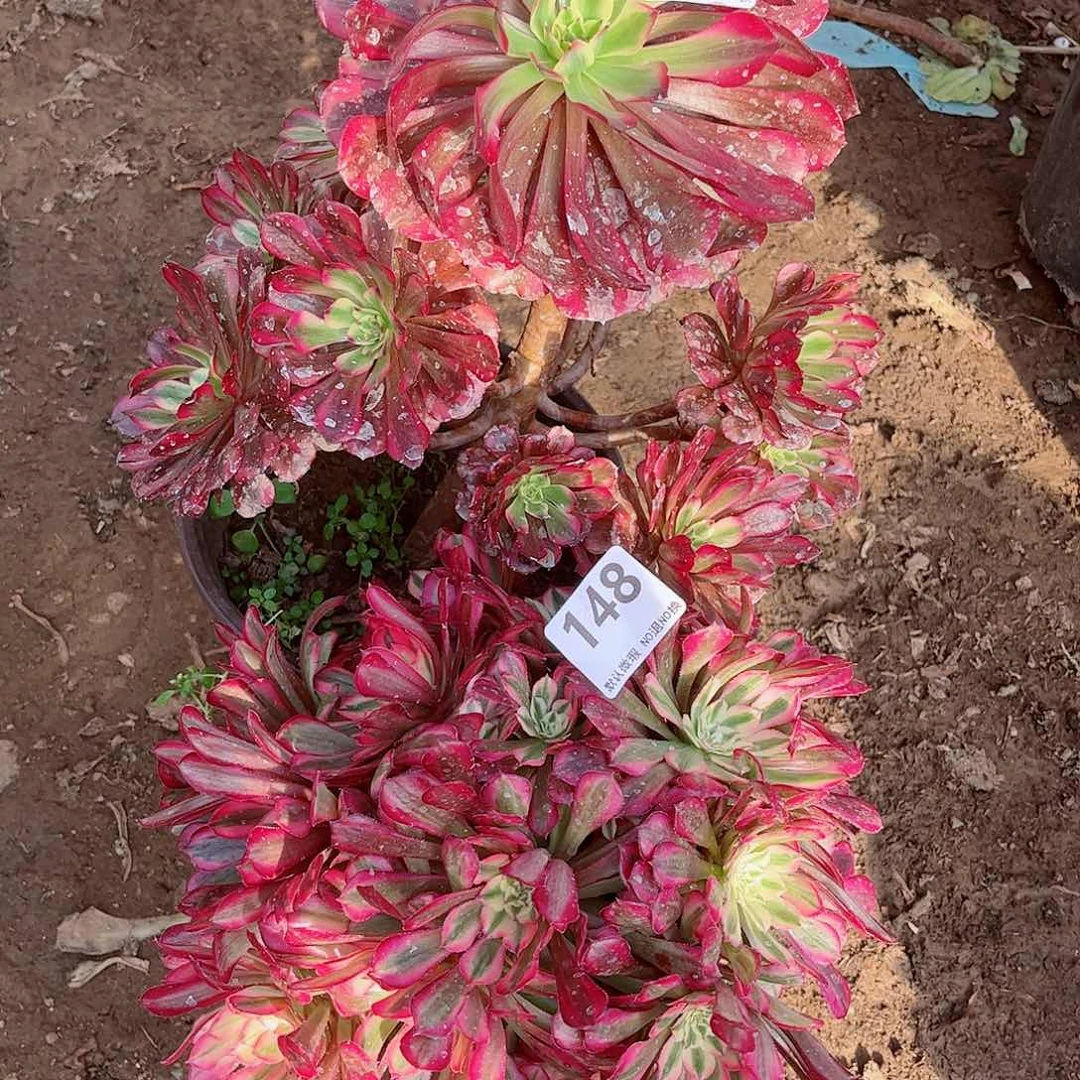 无花朵多肉植物组合148