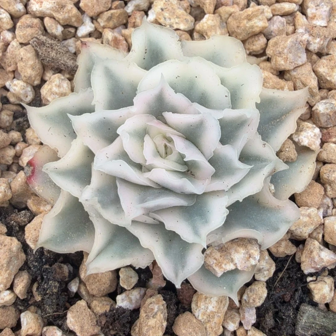 紫蝴蝶锦一刻的腹轮锦