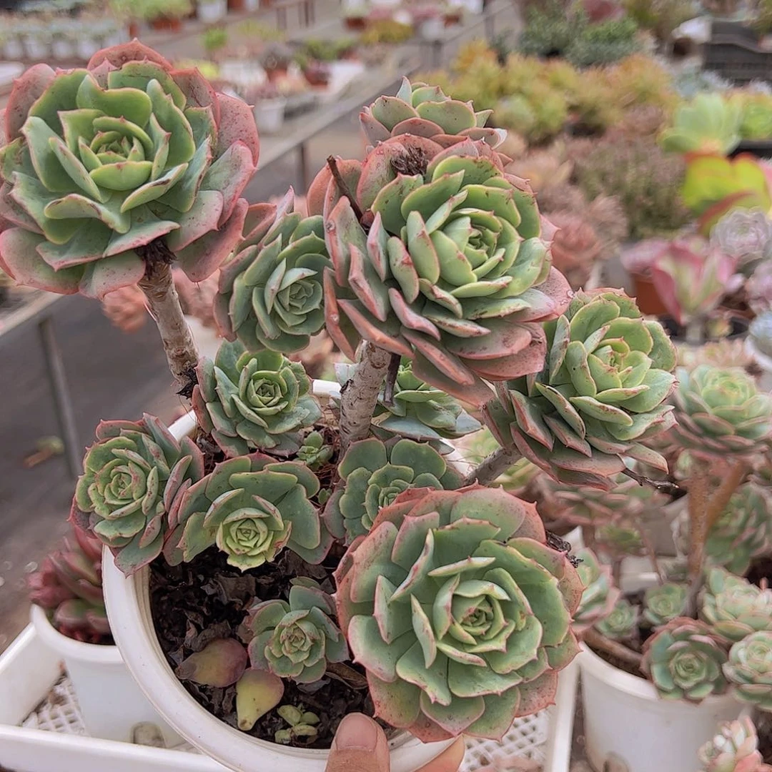 克罗地亚玫瑰多头大盆裙造型精品