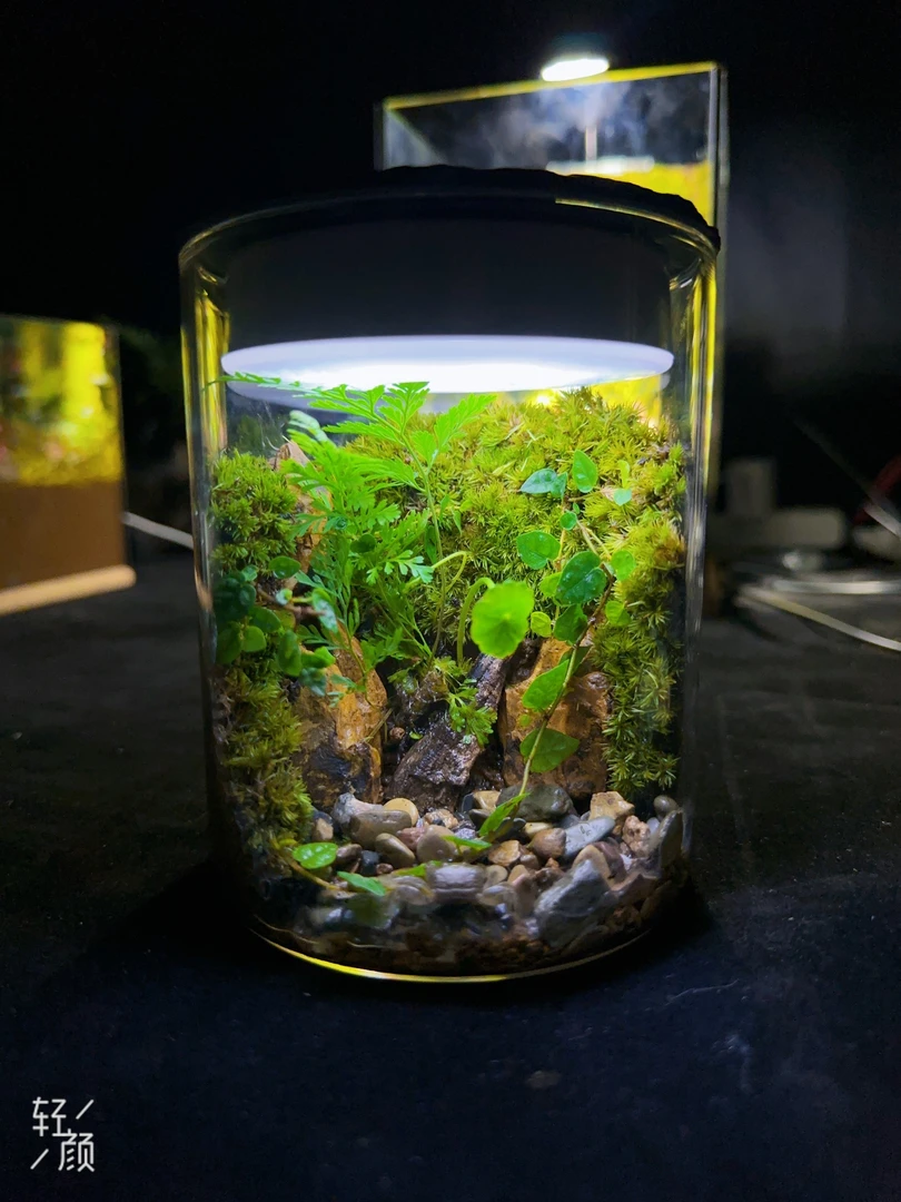 苔藓微景观玻璃瓶闷养瓶雨林缸室内办公桌桌面创意摆件小盆景